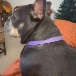 Ontvangen 3 stuks Honden Kalmerende Feromoon Halsband van klant C****e