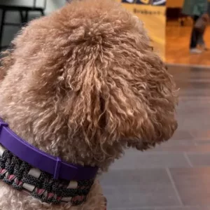 Ontvangen 3 stuks Honden Kalmerende Feromoon Halsband van klant E****a