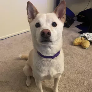 Ontvangen 3 stuks Honden Kalmerende Feromoon Halsband van klant P***p