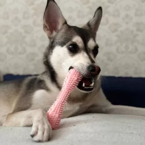 Ontvangen Tandreinigende Kauwspeelgoed voor Hond van klant T***e.