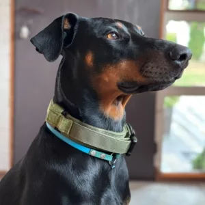 Ontvangen Tactical Training Hondenhalsband met metalen gesp van klant D****e.