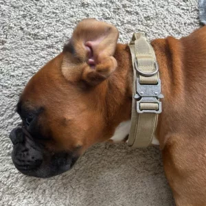 Ontvangen Tactical Training hondenhalsband met metalen gesp van klant K***e.