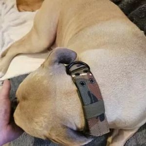 Ontvangen verstelbare tactische hondenhalsband van klant S*****n.