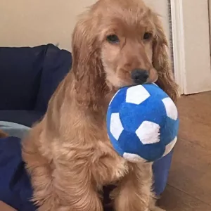 Ontvangen Hond Voetbal Piepbal Zacht Speelgoed van klant M*****l.